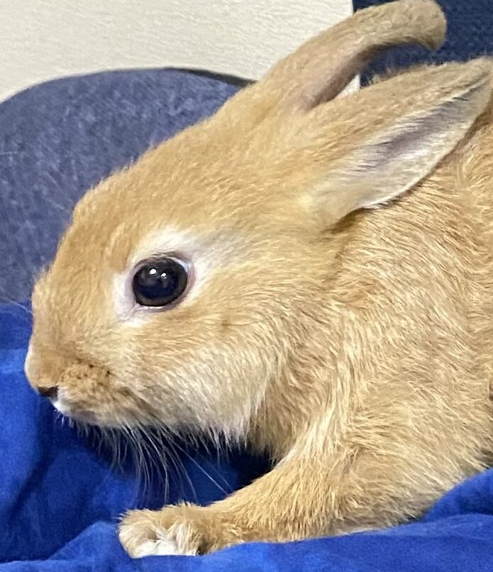 マロンちゃん | こころみたす ペット思い出セレモニー