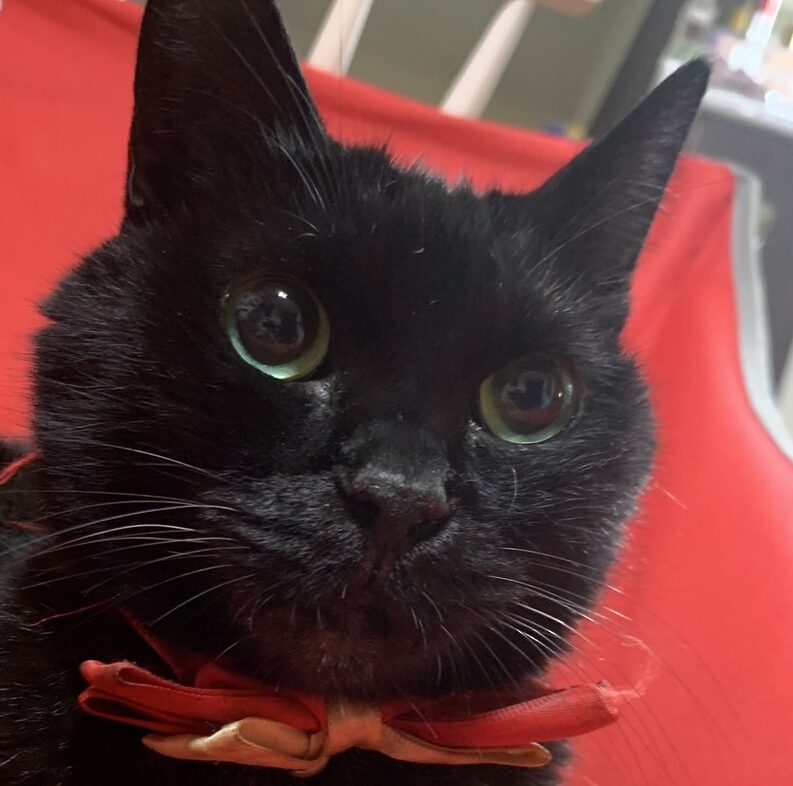 こころみたすペット思い出セレモニーにて葬儀したペットちゃん | キラちゃん