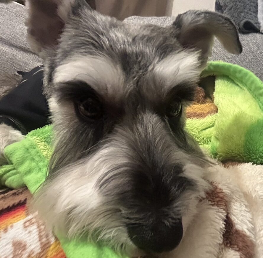 サンくん | こころみたす ペット思い出セレモニー