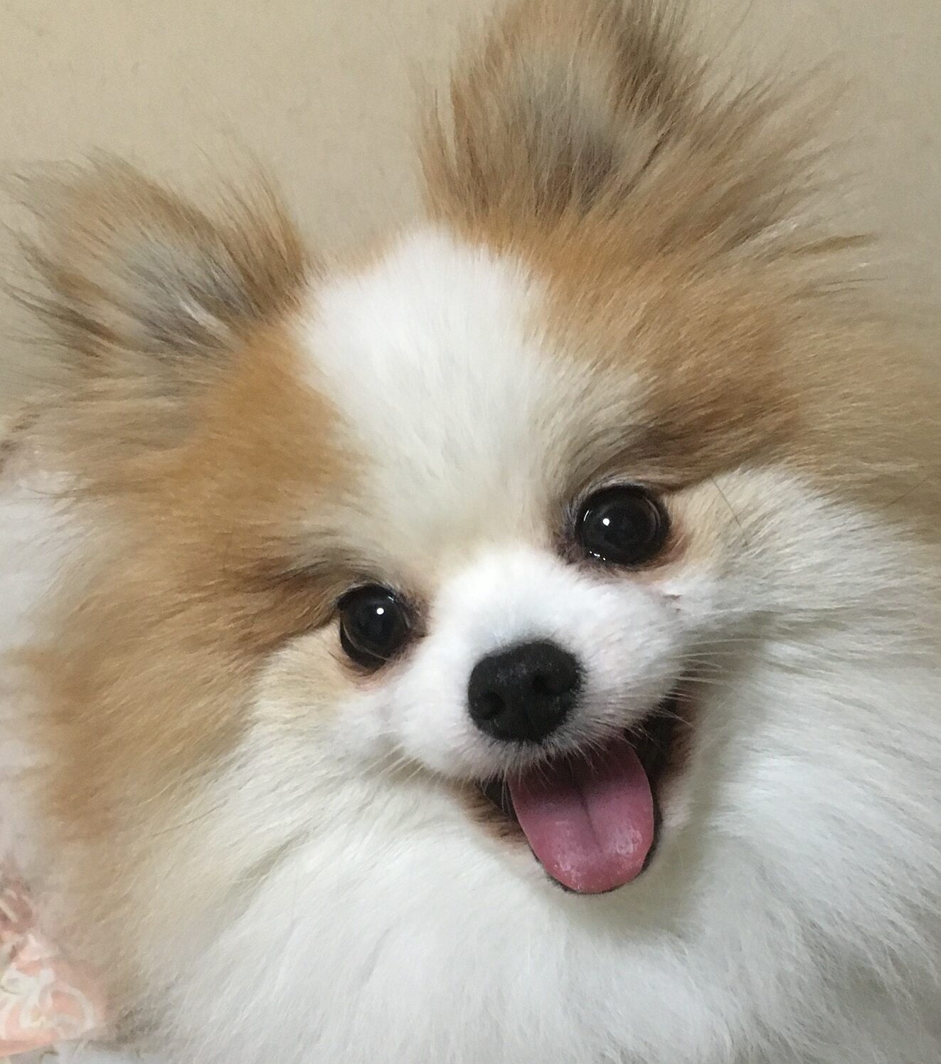 こころみたすペット思い出セレモニーにて葬儀したペットちゃん | 紋次くん