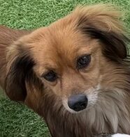 チョコくん | こころみたす ペット思い出セレモニー