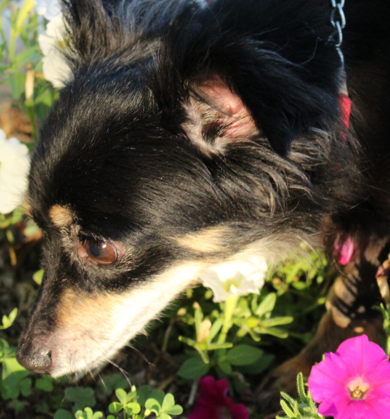 こころみたすペット思い出セレモニーにて葬儀したペットちゃん | 楓ちゃん