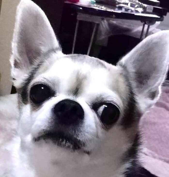 こころみたすペット思い出セレモニーにて葬儀したペットちゃん | くぅちゃん