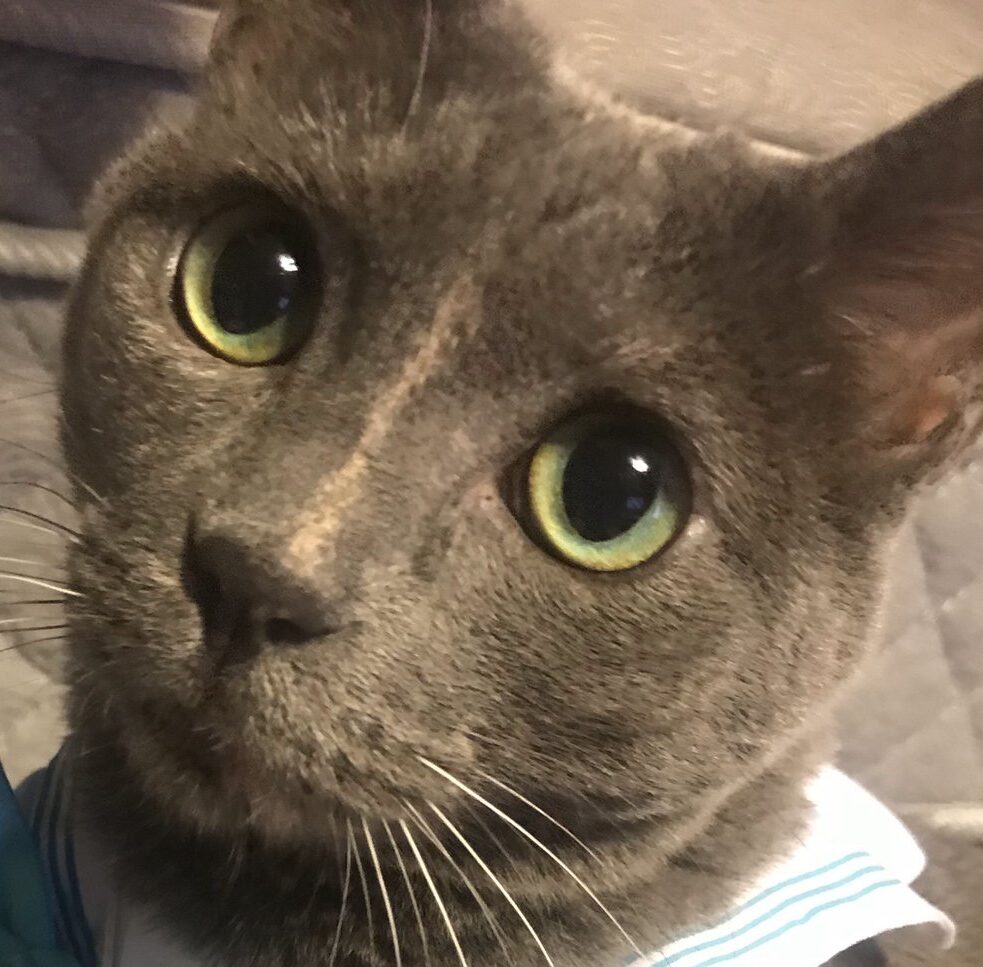 メイちゃん | こころみたす ペット思い出セレモニー