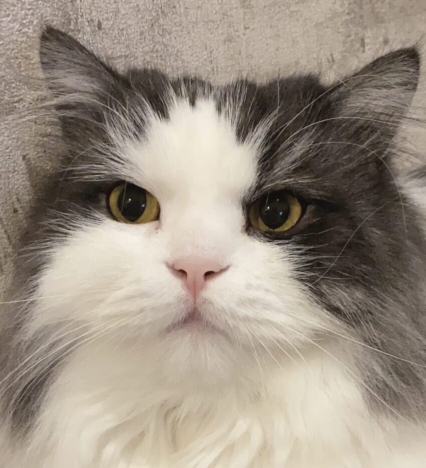 こころみたすペット思い出セレモニーにて葬儀したペットちゃん | せせりくん