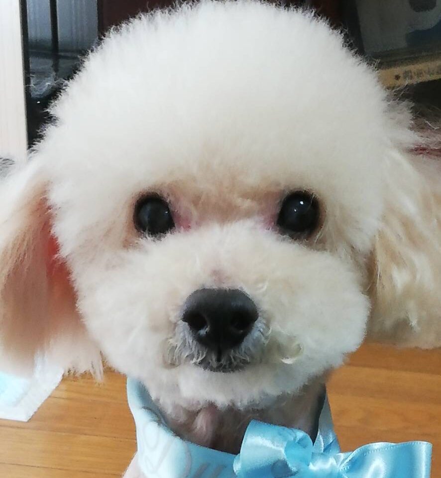 ちょこくん | こころみたす ペット思い出セレモニー