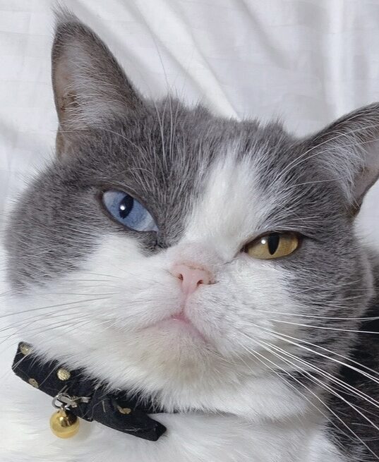 ぱうちゃん | こころみたす ペット思い出セレモニー