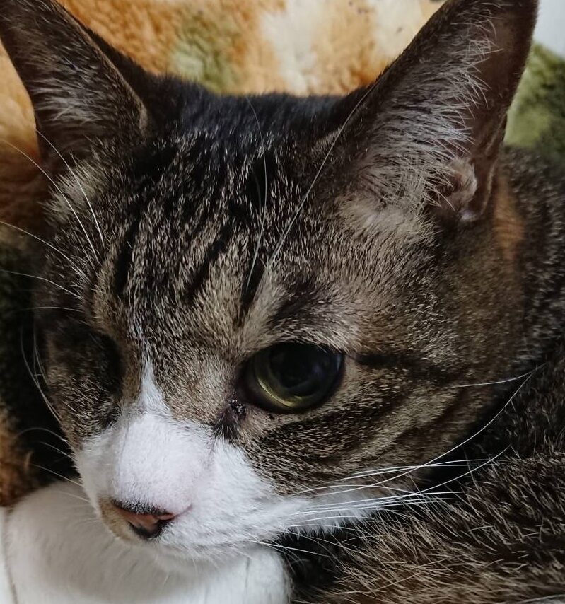 だんごちゃん | こころみたす ペット思い出セレモニー