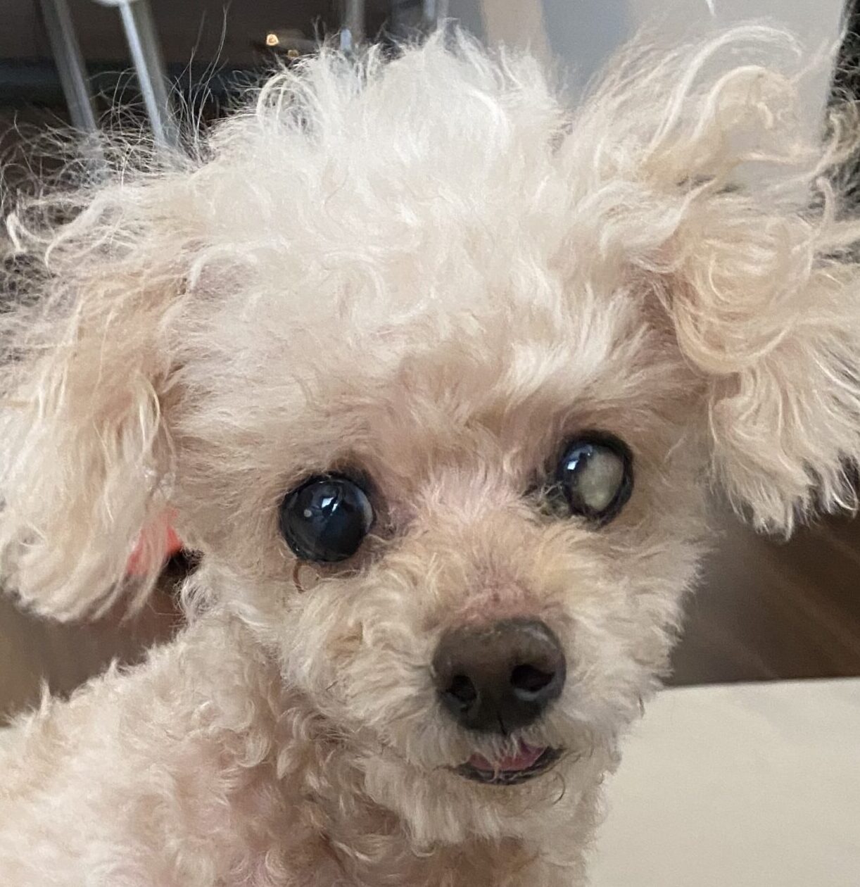 モアちゃん | こころみたす ペット思い出セレモニー