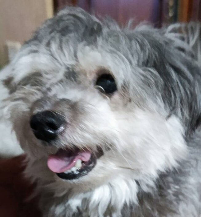 こころみたすペット思い出セレモニーにて葬儀したペットちゃん | マーブルくん