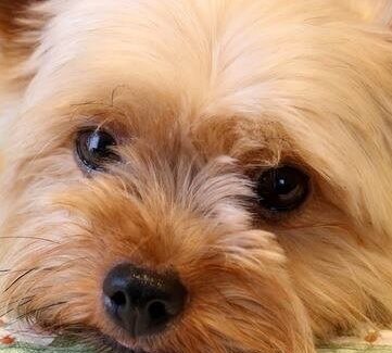 こころみたすペット思い出セレモニーにて葬儀したペットちゃん | りんちゃん