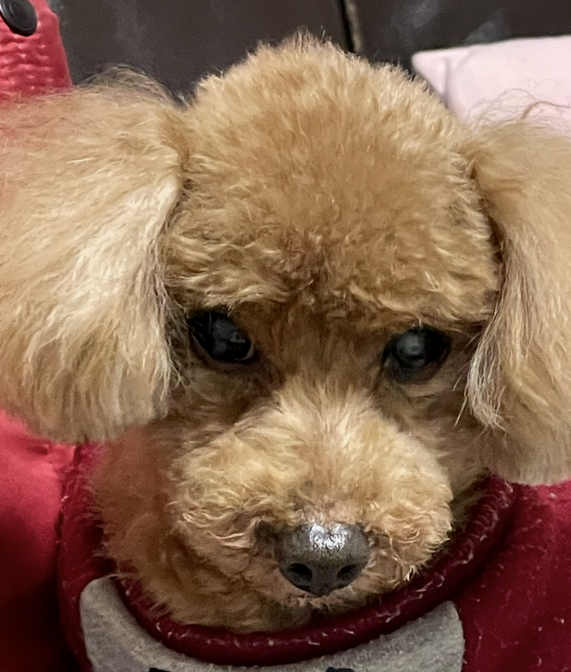 こころみたすペット思い出セレモニーにて葬儀したペットちゃん | アンくん