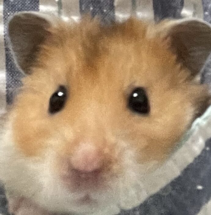 コーダくん | こころみたす ペット思い出セレモニー