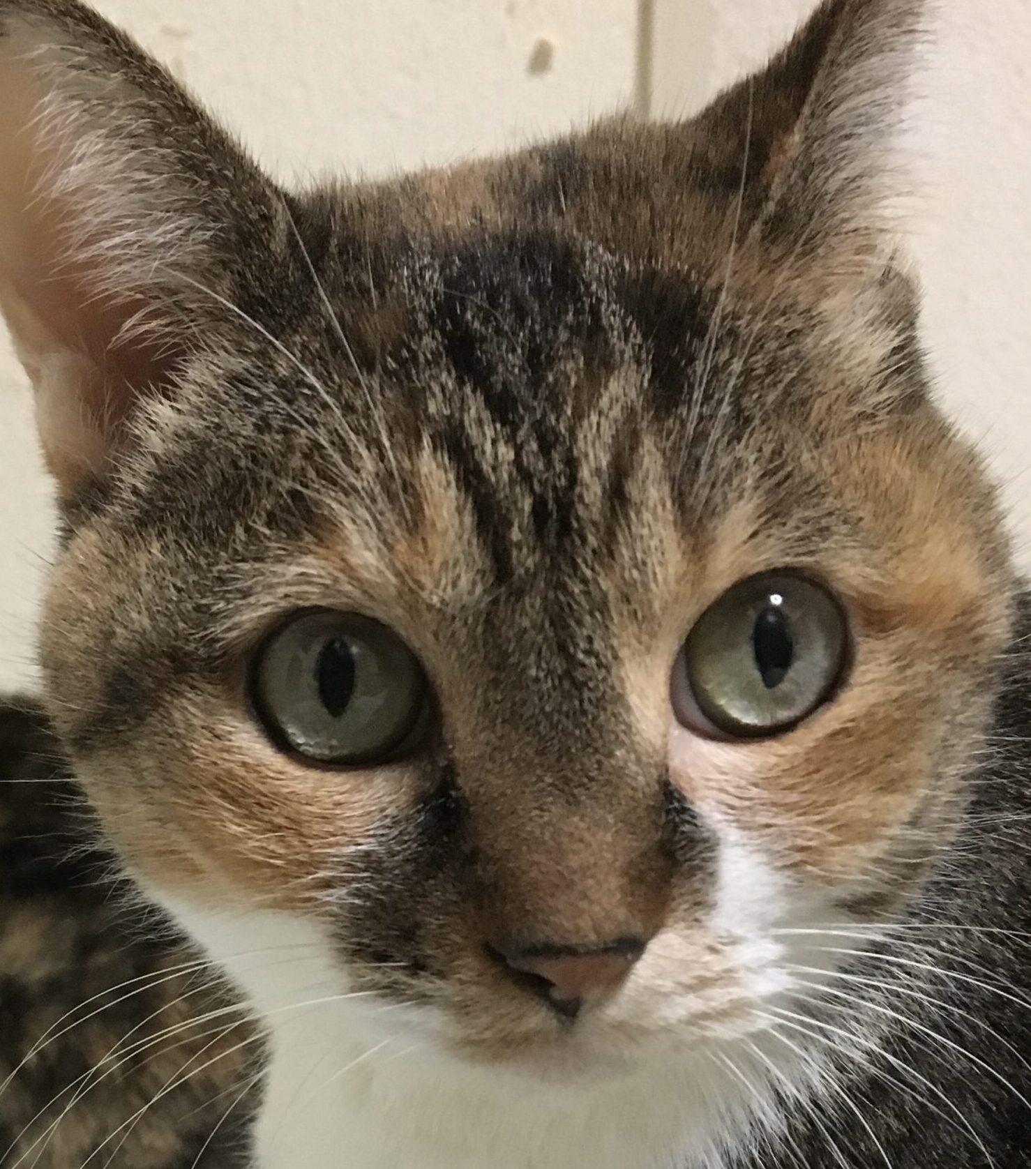 ミアちゃん | こころみたす ペット思い出セレモニー