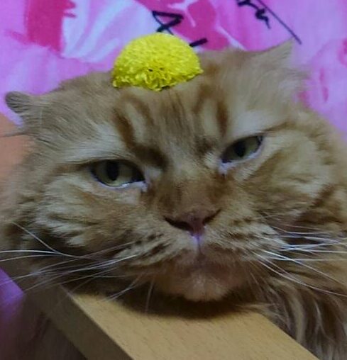 コジローくん | こころみたす ペット思い出セレモニー