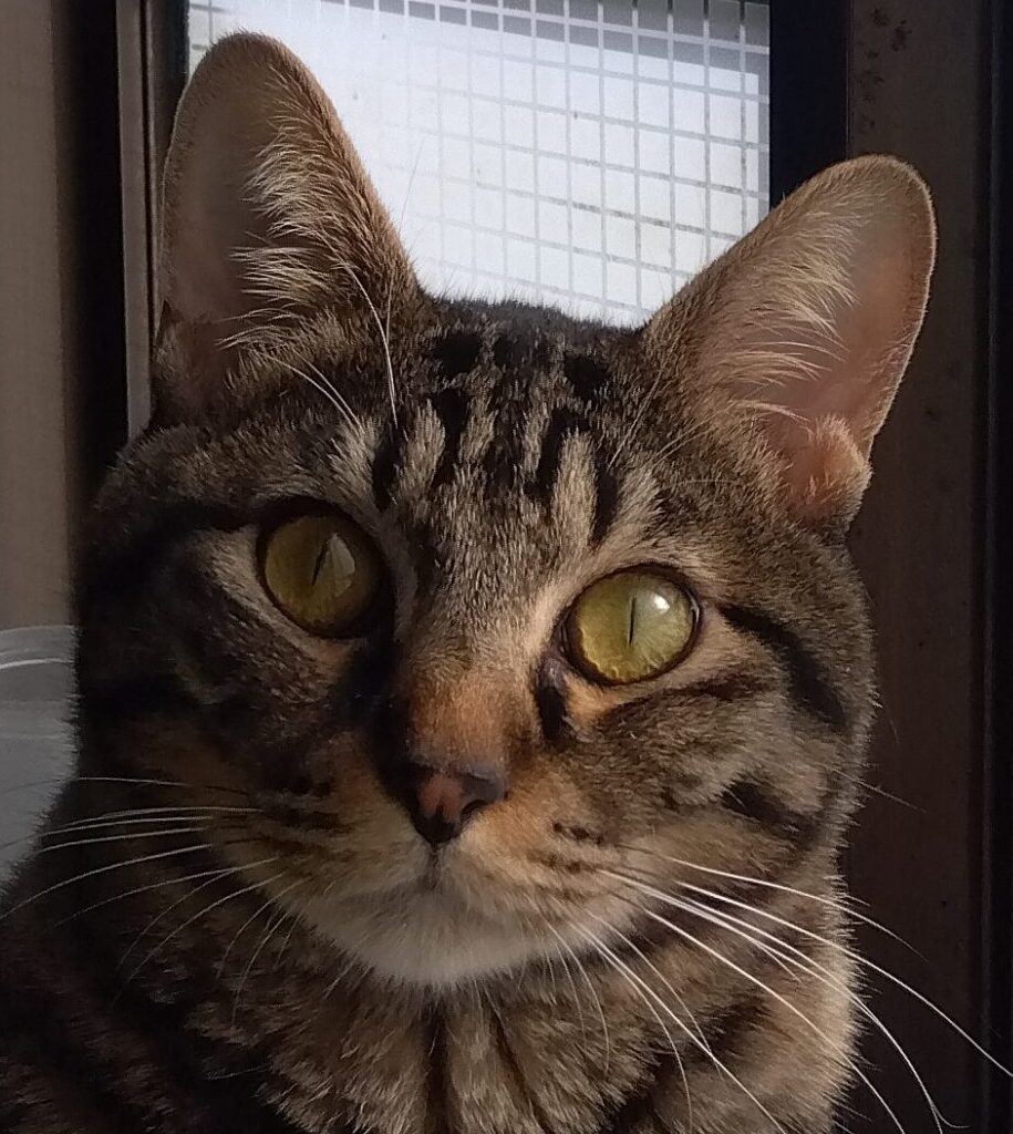 サスケくん | こころみたす ペット思い出セレモニー