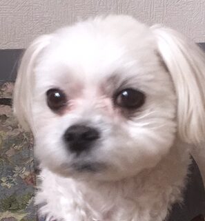 チーズくん | こころみたす ペット思い出セレモニー