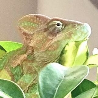 こころみたすペット思い出セレモニーにて葬儀したペットちゃん | うぐいすあんくん