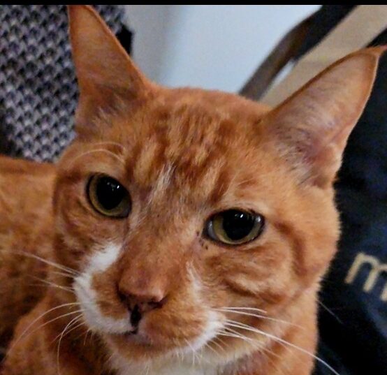 とら丸くん | こころみたす ペット思い出セレモニー