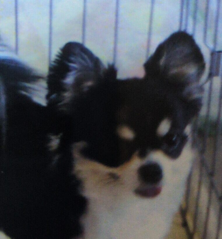 こころみたすペット思い出セレモニーにて葬儀したペットちゃん | ポッキーくん