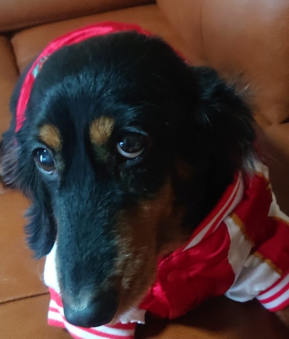 こころみたすペット思い出セレモニーにて葬儀したペットちゃん | あいちゃん