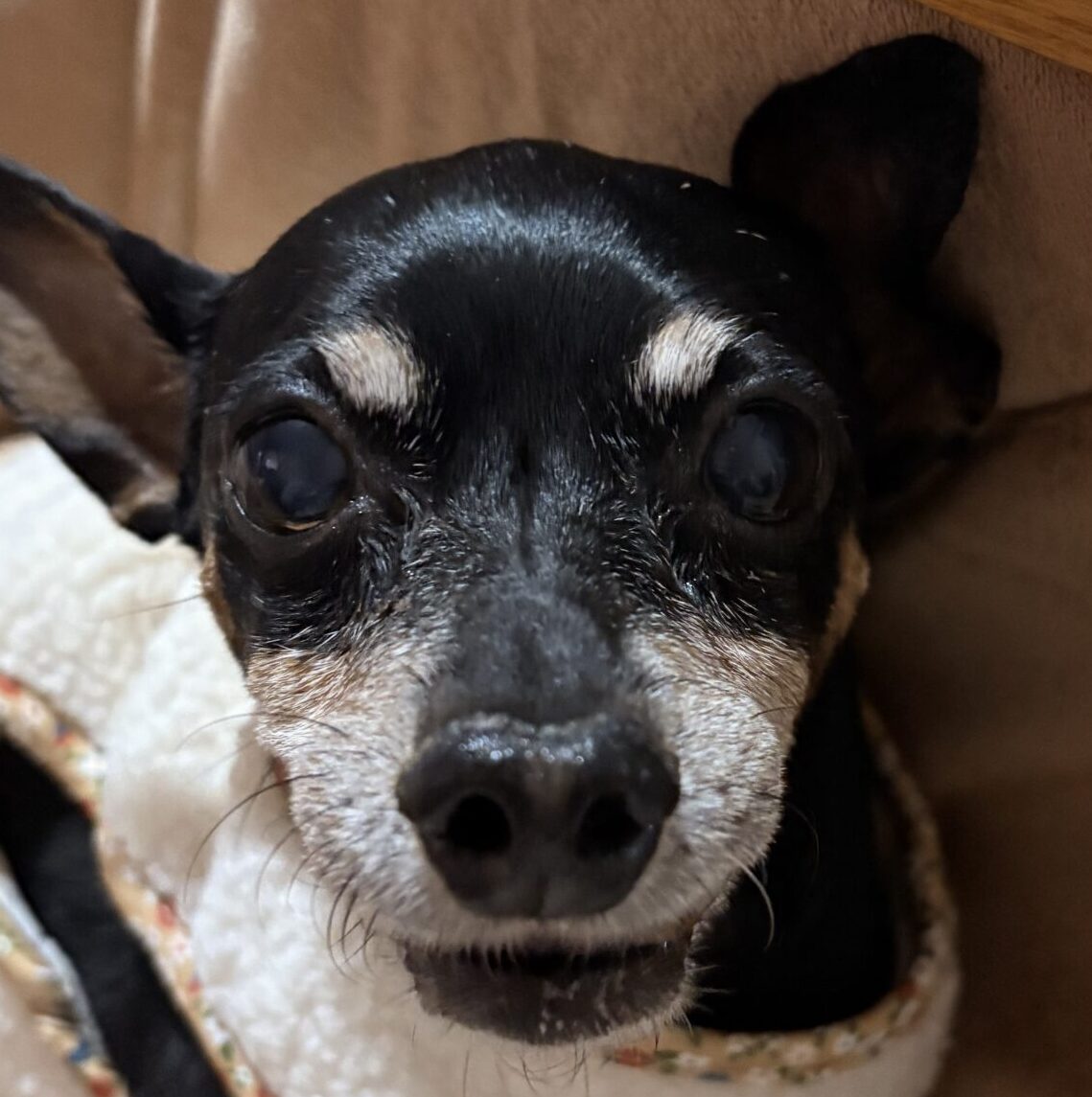 こころみたすペット思い出セレモニーにて葬儀したペットちゃん | ライアくん