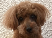 サムくん | こころみたす ペット思い出セレモニー