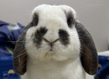 こころみたすペット思い出セレモニーにて葬儀したペットちゃん | ビービーちゃん