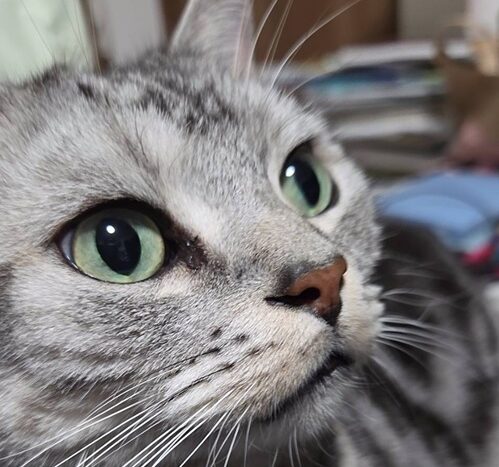 シロくん | こころみたす ペット思い出セレモニー