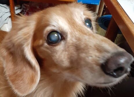 こころみたすペット思い出セレモニーにて葬儀したペットちゃん | ロンくん