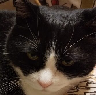 カギくん | こころみたす ペット思い出セレモニー