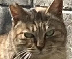 マイちゃん | こころみたす ペット思い出セレモニー