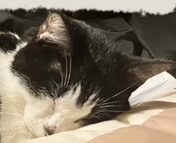 みやちゃん | こころみたす ペット思い出セレモニー