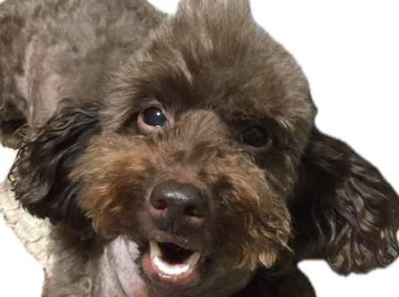 こころみたすペット思い出セレモニーにて葬儀したペットちゃん | トイルくん