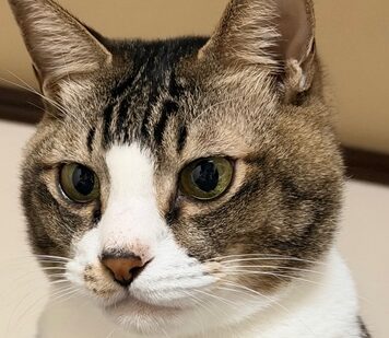 こころみたすペット思い出セレモニーにて葬儀したペットちゃん | アーニーくん