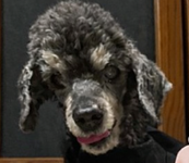 こころみたすペット思い出セレモニーにて葬儀したペットちゃん | 姫子ちゃん