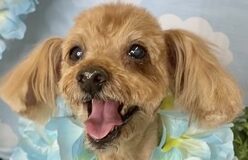 こころみたすペット思い出セレモニーにて葬儀したペットちゃん | ジェットくん