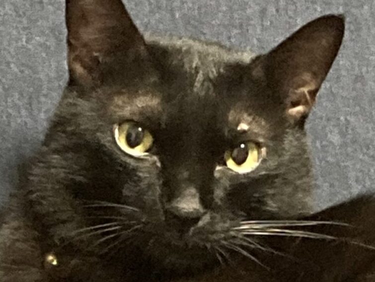 ヤマトくん | こころみたす ペット思い出セレモニー