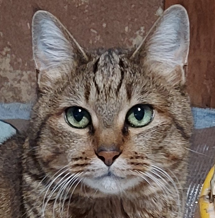 ぐーこちゃん | こころみたす ペット思い出セレモニー