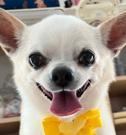 こころみたすペット思い出セレモニーにて葬儀したペットちゃん | 小次郎くん