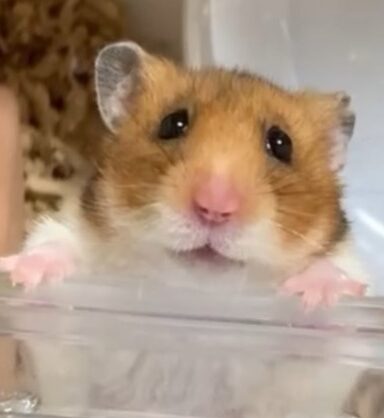 こころみたすペット思い出セレモニーにて葬儀したペットちゃん | 聡永ちゃん