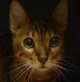 こころみたすペット思い出セレモニーにて葬儀したペットちゃん | ムギくん