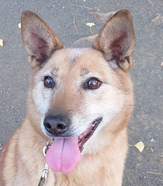 こころみたすペット思い出セレモニーにて葬儀したペットちゃん | さくらちゃん