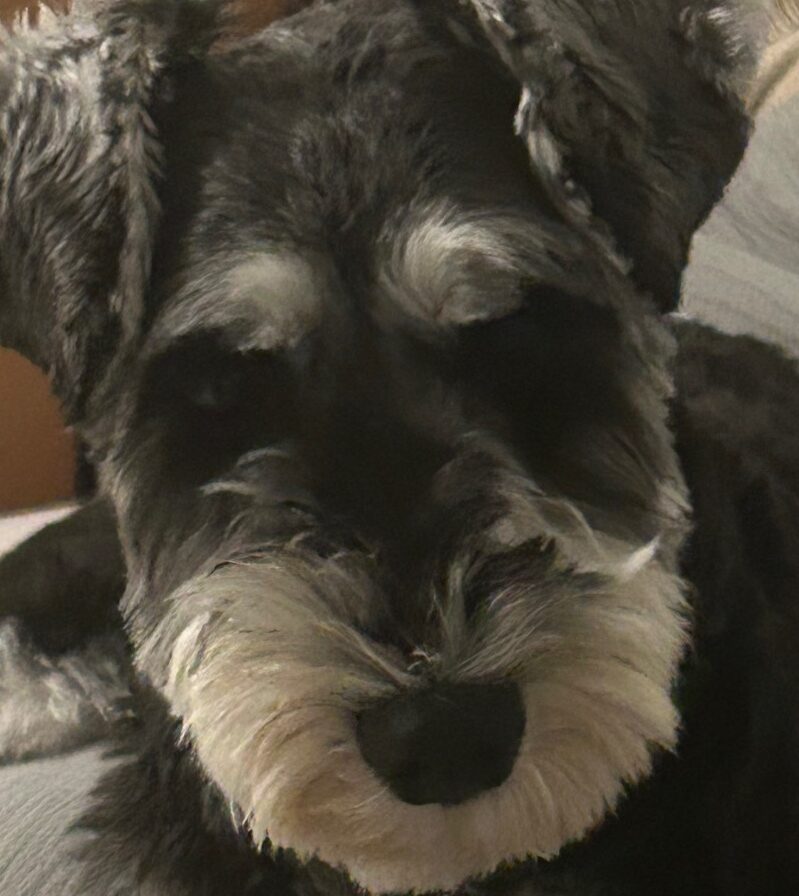 陸くん | こころみたす ペット思い出セレモニー