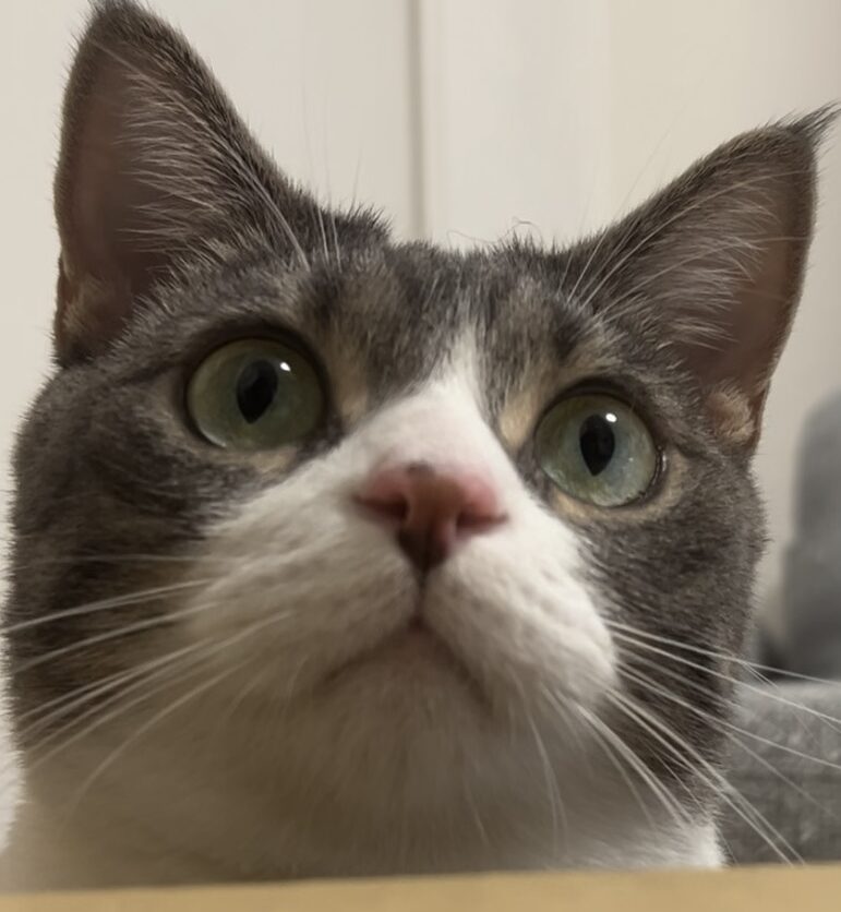 いわしくん | こころみたす ペット思い出セレモニー