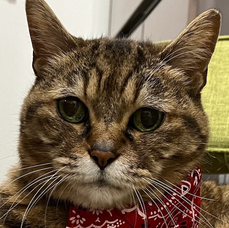 クゥちゃん | こころみたす ペット思い出セレモニー