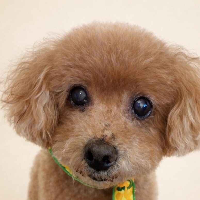 るいくん | こころみたす ペット思い出セレモニー