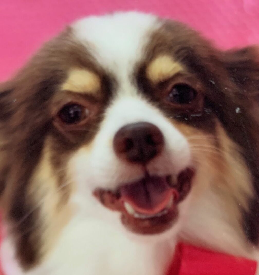 竜之介くん | こころみたす ペット思い出セレモニー