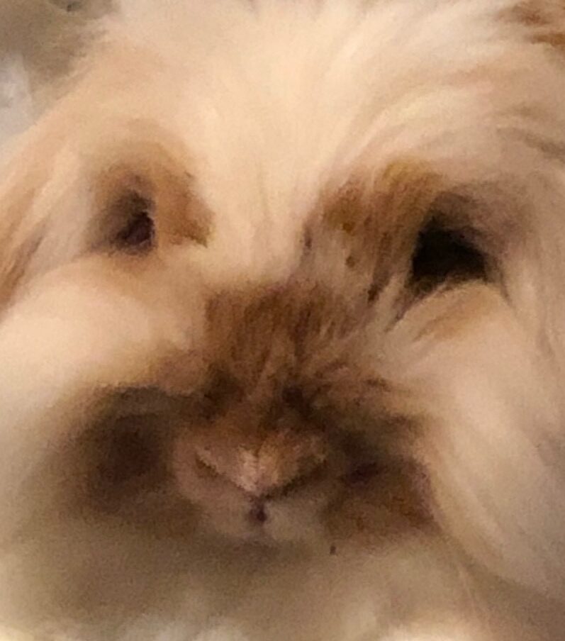 こころみたすペット思い出セレモニーにて葬儀したペットちゃん | うっさんちゃん