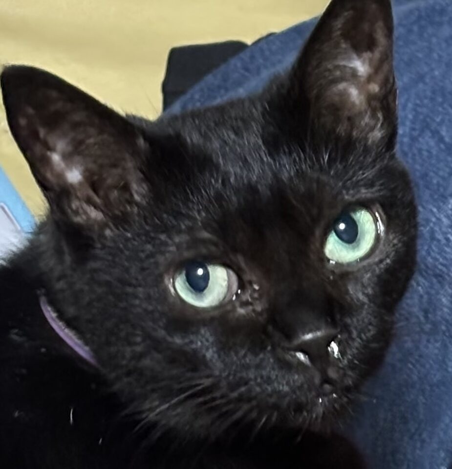 こころみたすペット思い出セレモニーにて葬儀したペットちゃん | クロちゃん